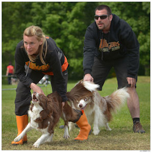 border collie speedy dream